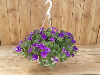 Hanging Flower Baskets