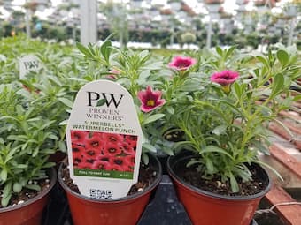 Flowers in 4 1/2 inch cup sizes