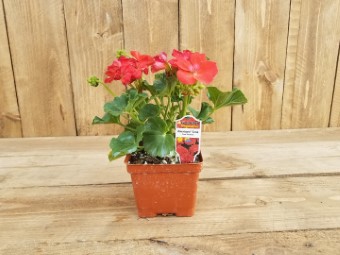 Flowers 4 1/2 inch cups 