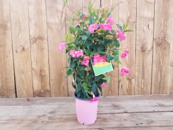 Dipladenia-Mandevilla-Pink