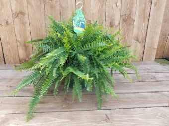 Ferns